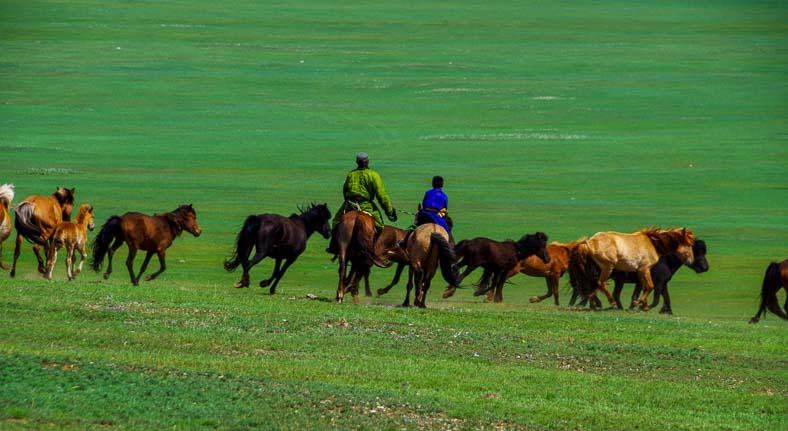 Mongolia horse herder