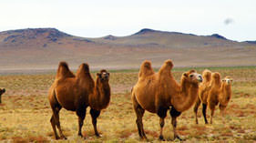 Things to do in Gobi desert