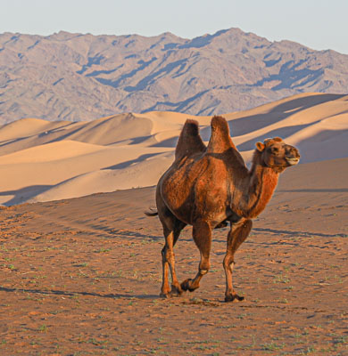 Mongolia Gobi desert travel