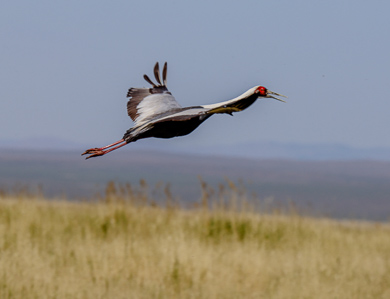 Mongolia Ugii Lake bird watching