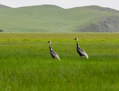 Mongolia Toson Hulstai