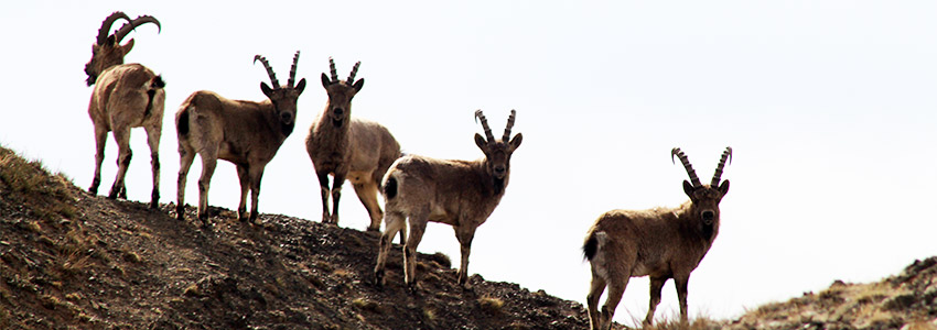 Gobi desert animals