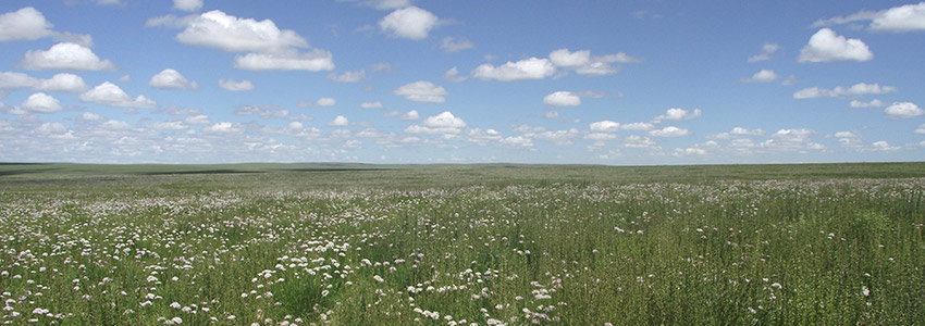 Gobi desert steppes