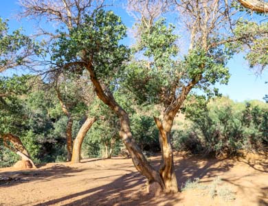 Gobi desert tree