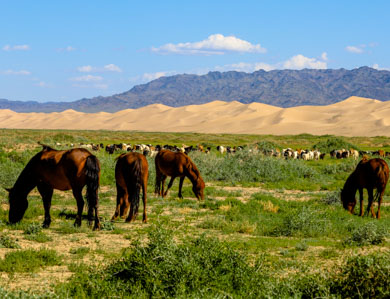 Mongolian desert