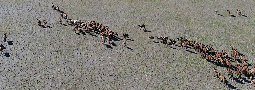 The gobi desert