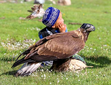 Mongolian golden eagle