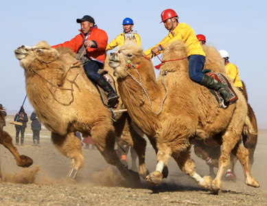 Camel Festival Mongolia