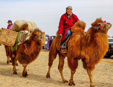 Mongolia two humped camel