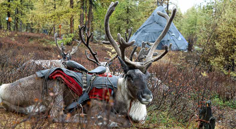 Reindeer near Khuvsgul Lake