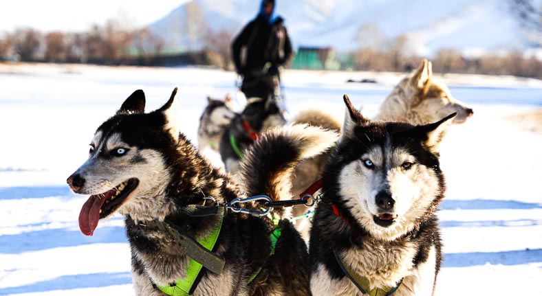 Dog sledding Mongolia