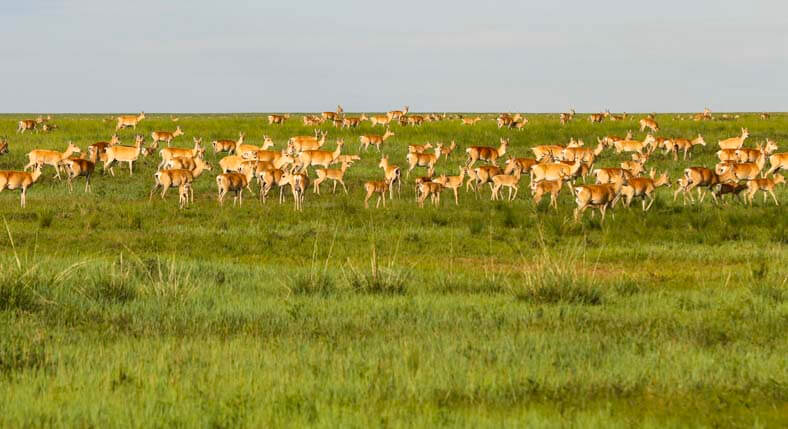 tour east Mongolia