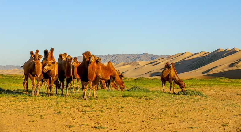 Gobi Desert Camels