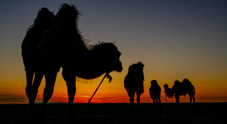 Gobi Desert Luxury