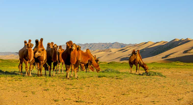 Khongor dunes Mongolia