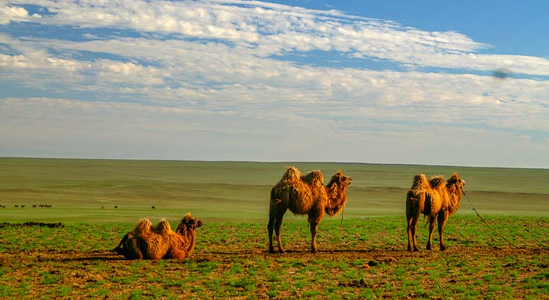 Travel Gobi desert