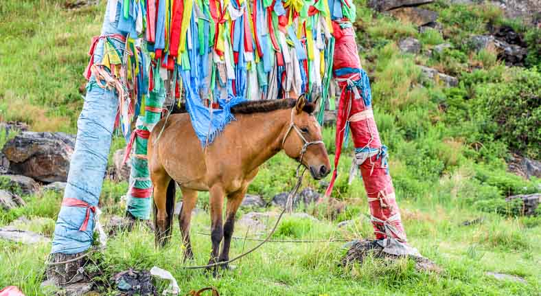 Mongolia horse