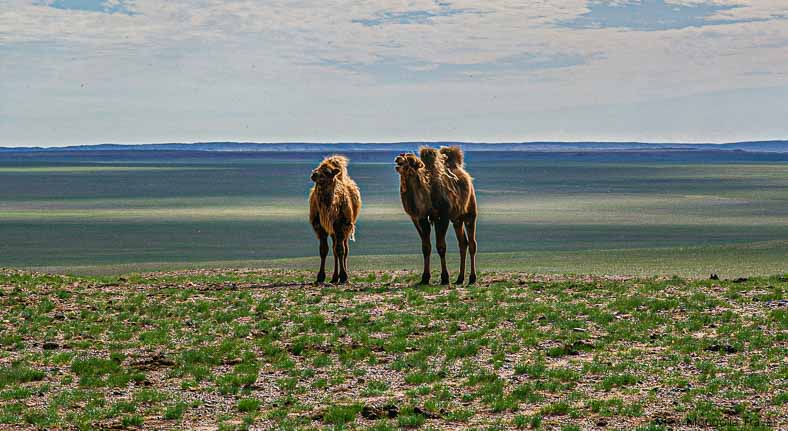 Gobi desert