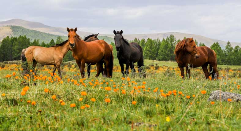 Mongolia horse riding