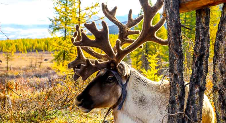 Reindeer at Khuvsgul Lake