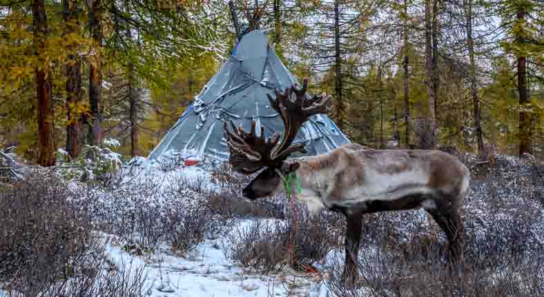 Mongolia reindeer tribe