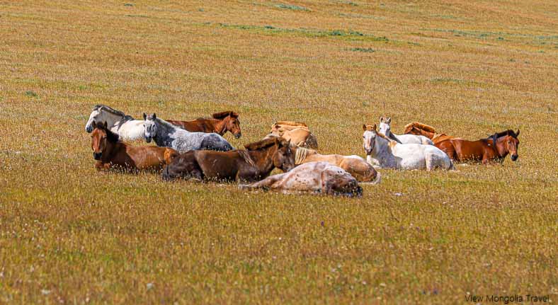 Mongolian scenery