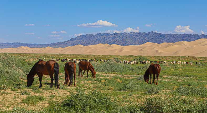 Sanddunes Mongolia