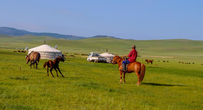 Mongolia horse herder