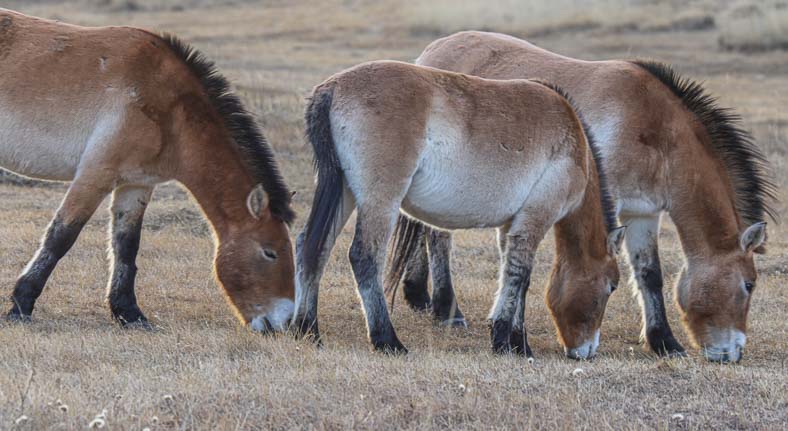 Hustai National Park