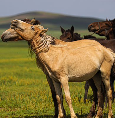 Eastern Mongolia