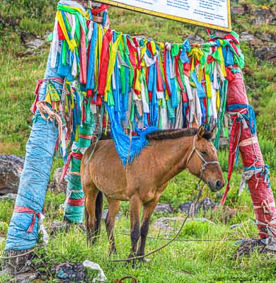 Mongolia nomad experience