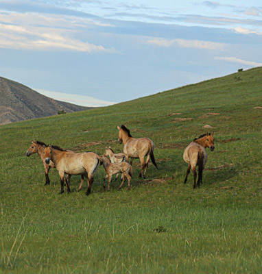 Mongolia Przewalski-horse