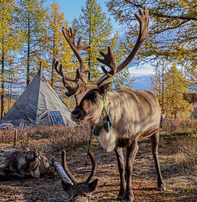 Reindeer of Mongolia