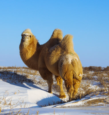 Gobi desert winter