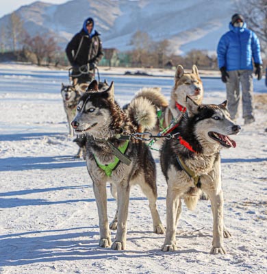 Mongolia dog sledding