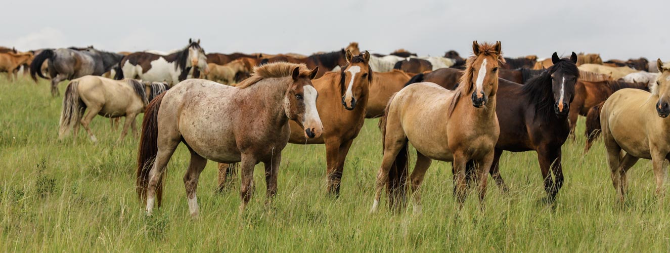 Mongolian Wild Horses