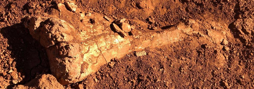 Gobi dinosaur fossils