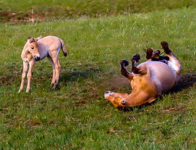 Przewalski wild horse