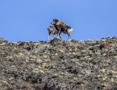 Altai Mountain wild sheep